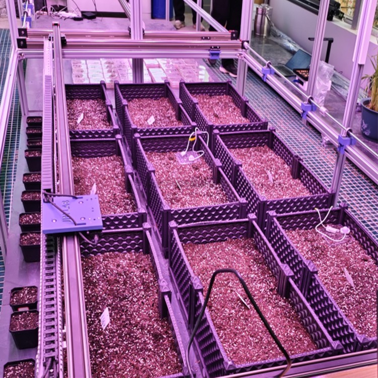 室內猫咪成年短视频在线看萌發表型監測係統TPN-SeedPhy