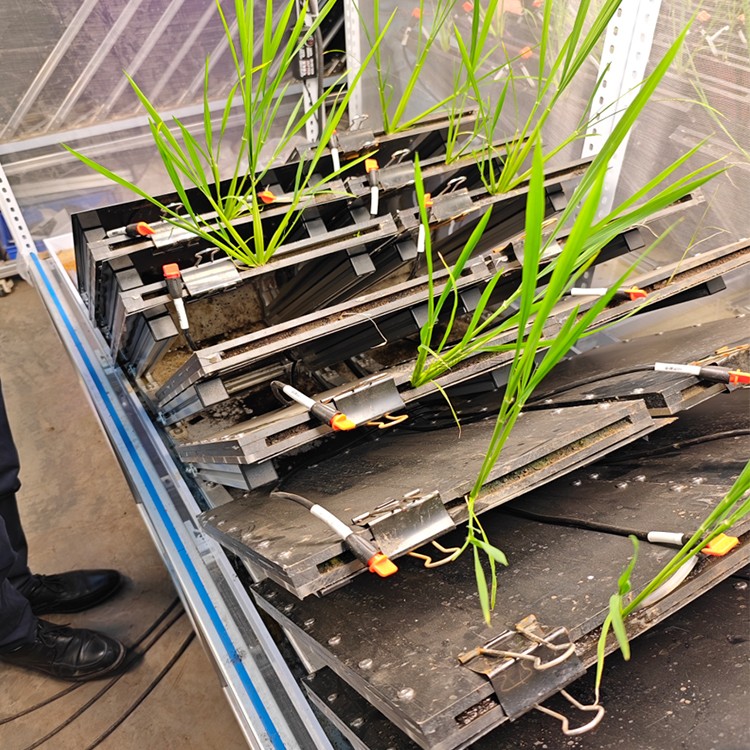 高通量植物根係表型采集分析係統(根盒式)  TPN-GXY-GH