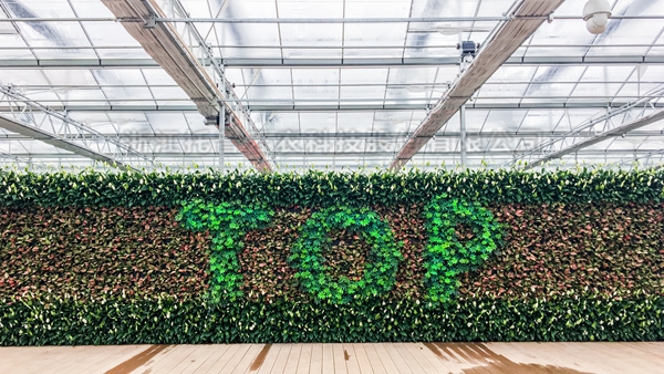 猫咪免费人成网站在线观看全自動托管智能溫室大棚 猫咪免费人成网站在线观看全自動托管智能溫室大棚