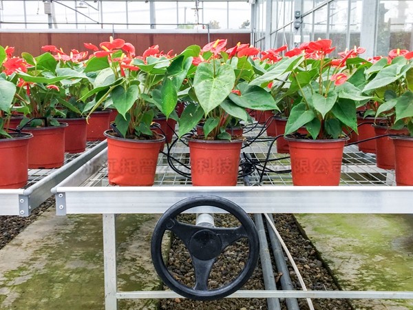 紅掌種植區域 紅掌種植區域