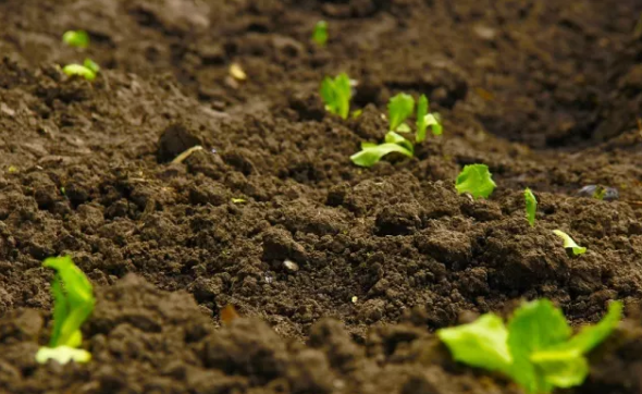 猫咪社区APP官网有機質 猫咪社区APP官网有機質