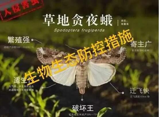 草地貪夜蛾 草地貪夜蛾