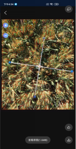 小麥畝穗數測量係統軟件界麵 小麥畝穗數測量係統軟件界麵