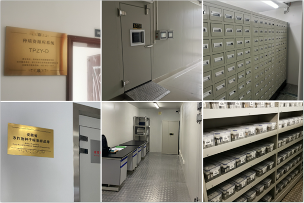 1650244415501858.png 猫咪免费人成网站在线观看種質資源庫案例.png