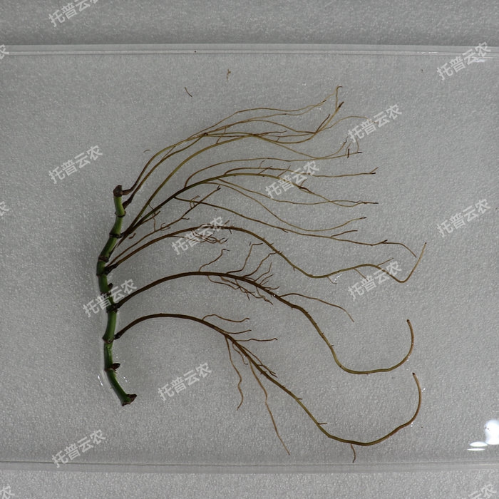 1757051798628934.jpg 根盤照片.jpg